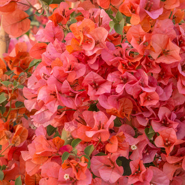 Orange King Bougainvillea - Monrovia
