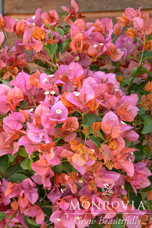 Rosenka Bougainvillea - Monrovia – Armstrong Garden Centers