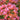 Rosenka Bougainvillea - Monrovia
