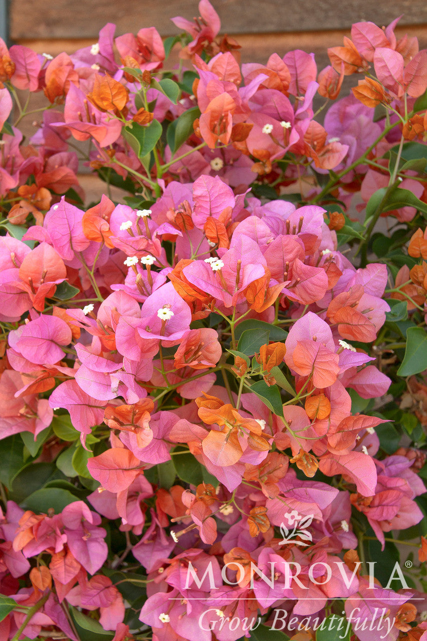 Rosenka Bougainvillea - Thumbnail 3