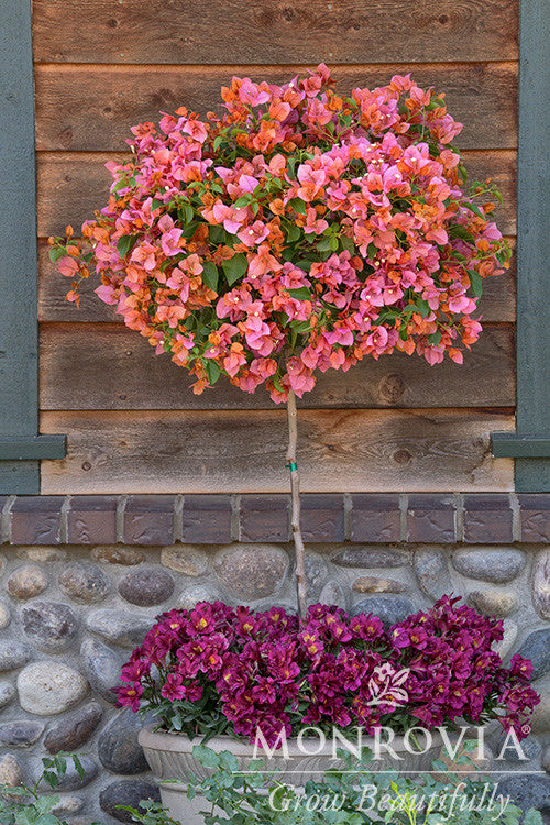 Rosenka Bougainvillea - Thumbnail 4