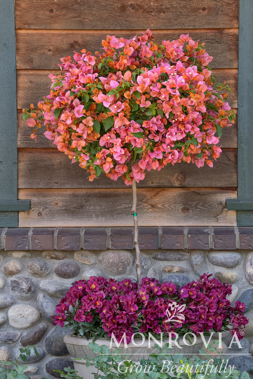 Rosenka Bougainvillea - Thumbnail 2