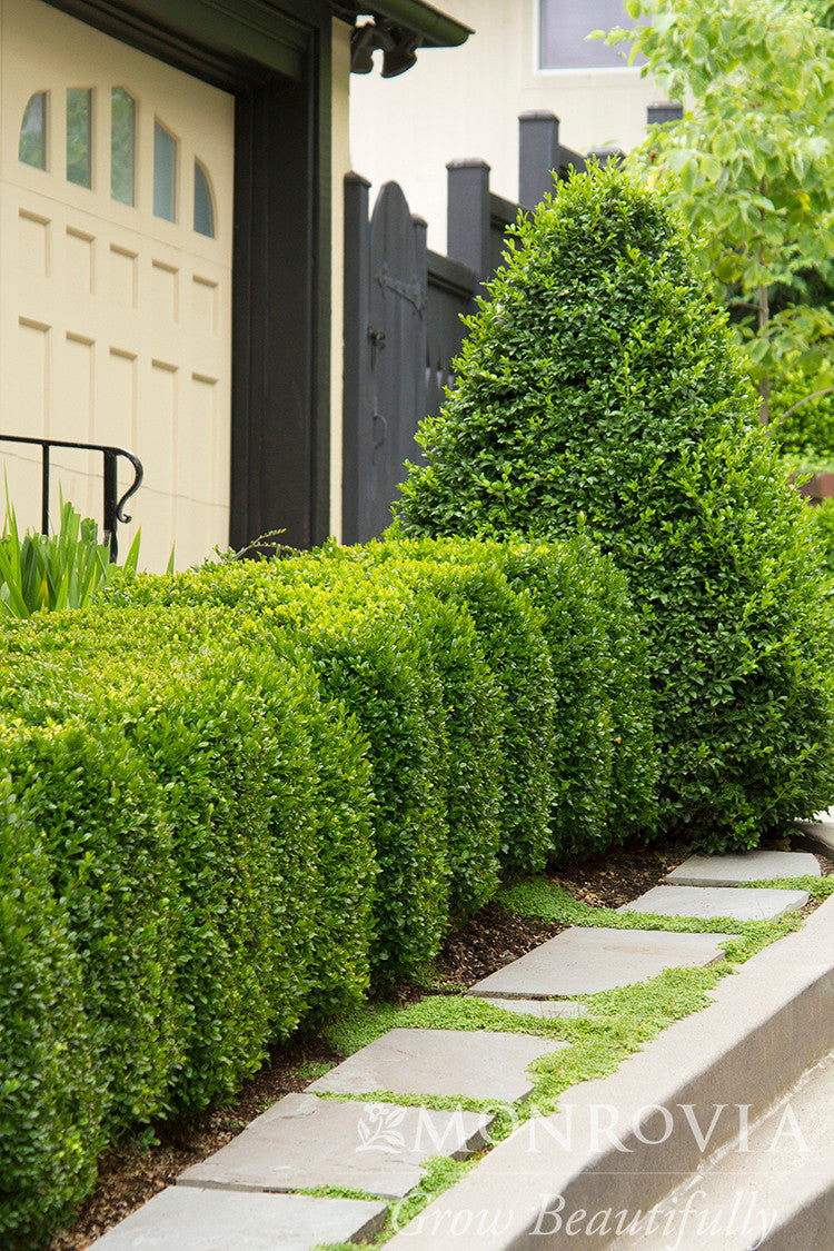 Green Mountain Boxwood - Monrovia – Armstrong Garden Centers
