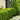 Green Mountain Boxwood - Monrovia