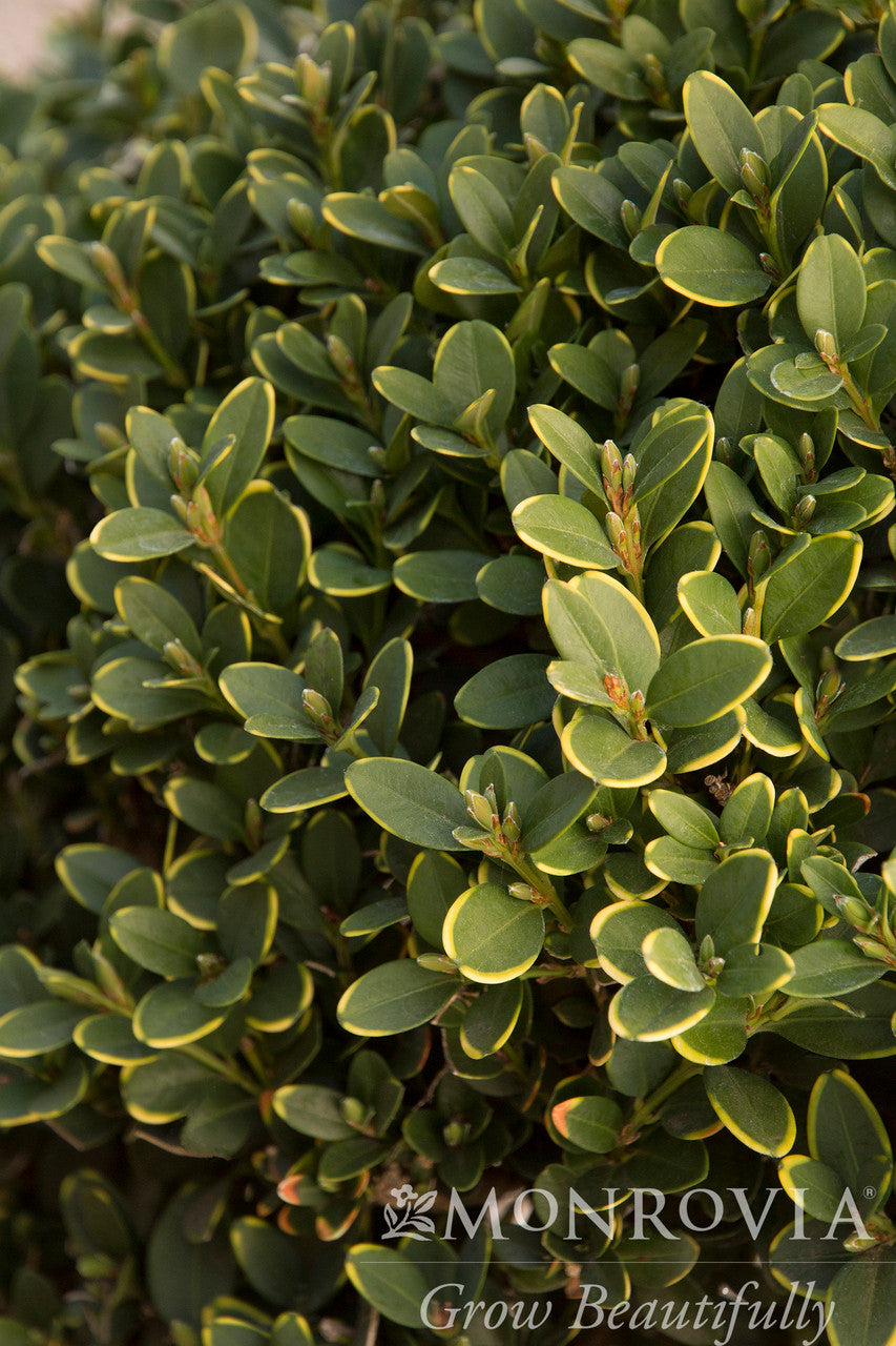 Green Mountain Boxwood - Thumbnail 2