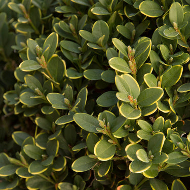 Green Mountain Boxwood - Monrovia