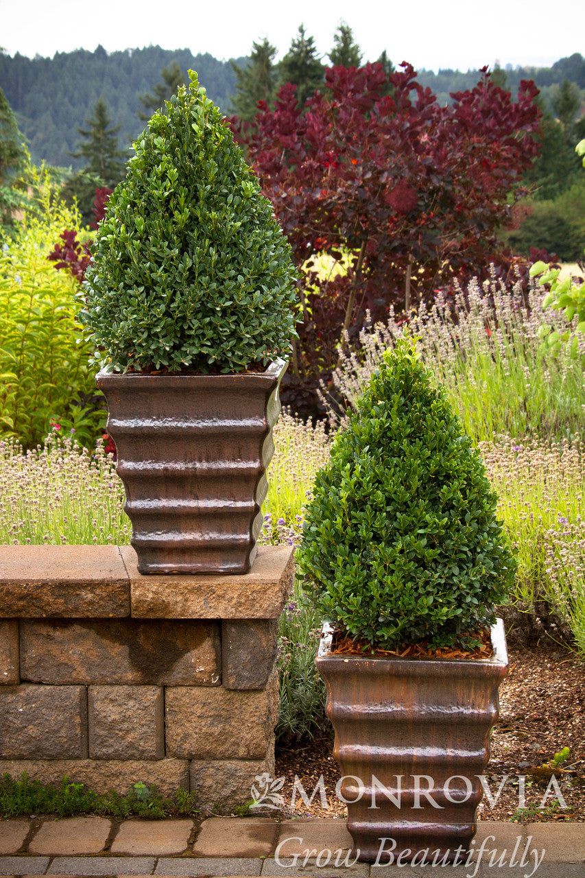 Green Mountain Boxwood - Thumbnail 5