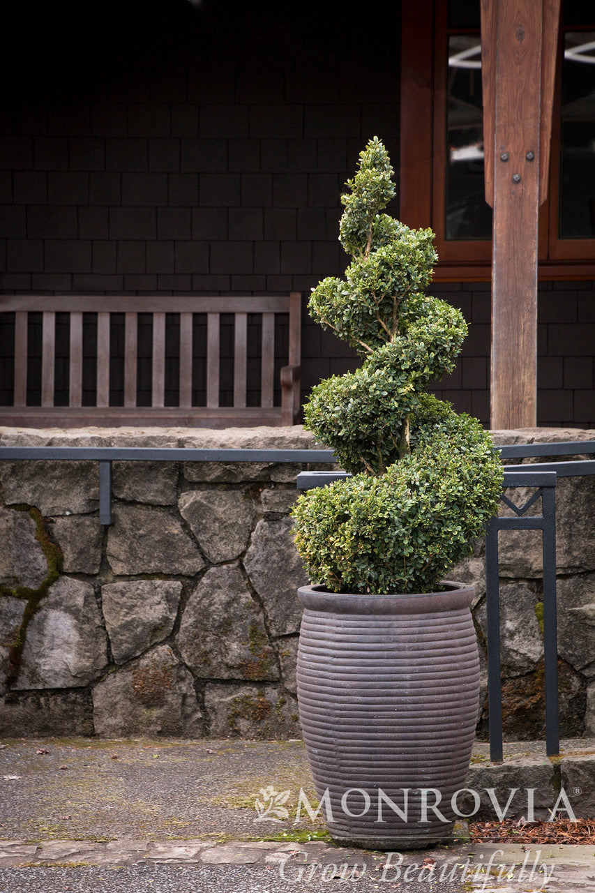 Green Mountain Boxwood - Monrovia – Armstrong Garden Centers