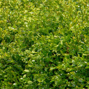 Winter Gem Boxwood - Monrovia