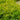 Winter Gem Boxwood - Monrovia
