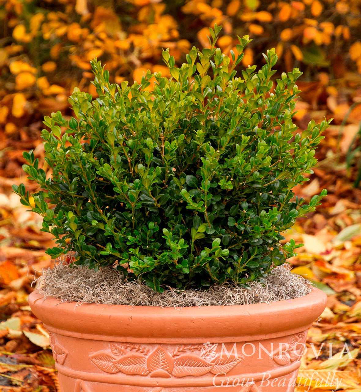 Winter Gem Boxwood - Thumbnail 2