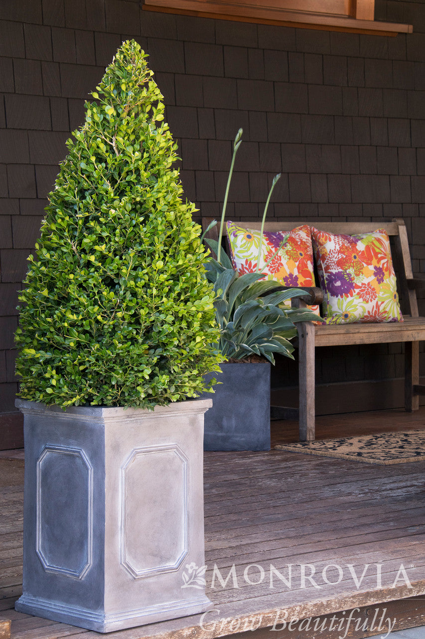 Winter Gem Boxwood