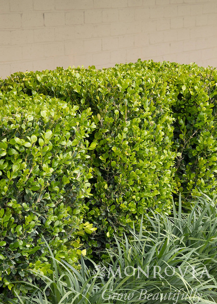Winter Gem Boxwood - Thumbnail 3