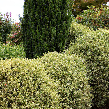 Variegated English Boxwood - Monrovia