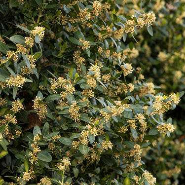 Green Tower® Boxwood - Monrovia