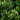 Green Tower® Boxwood - Monrovia