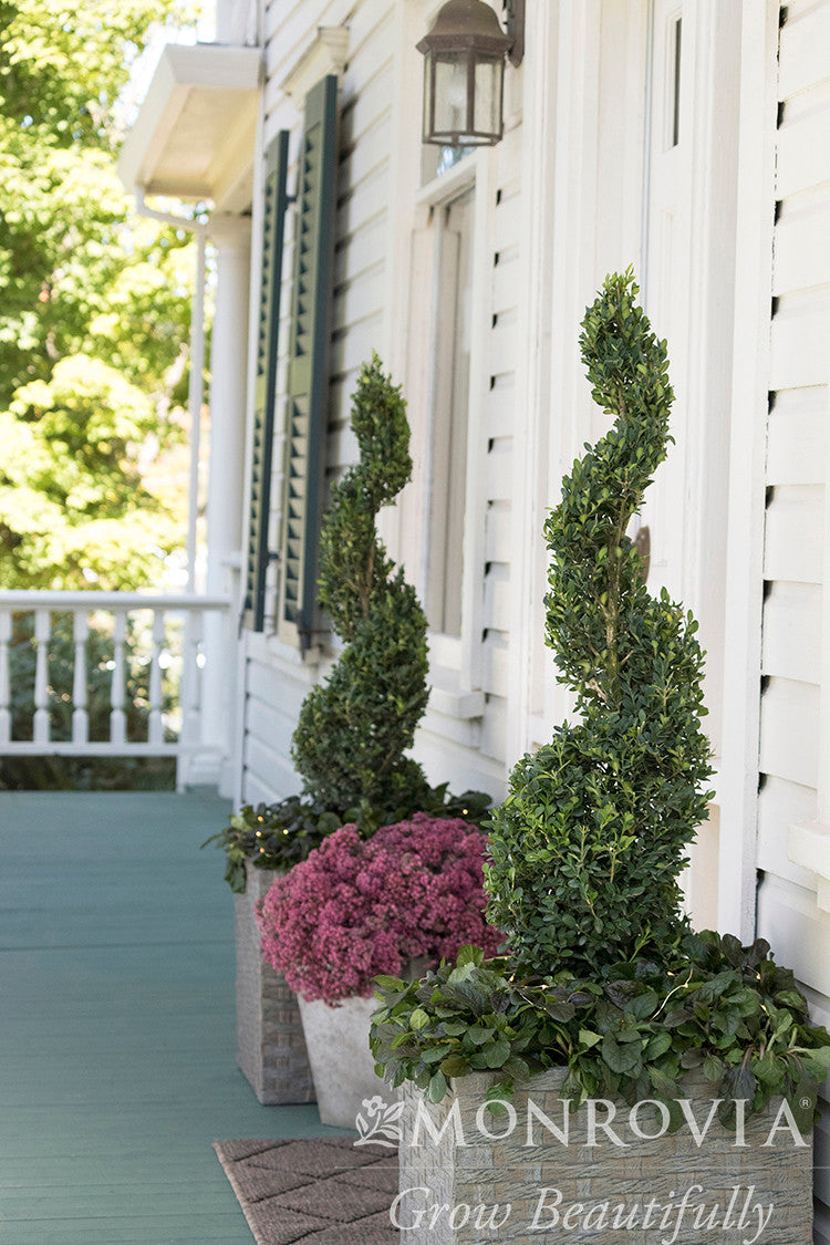 Green Tower Boxwood - Thumbnail 4