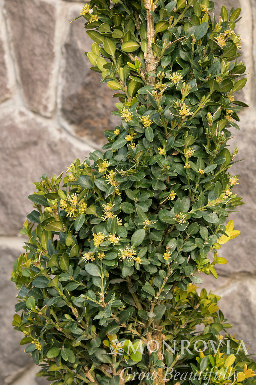 Green Tower Boxwood - Thumbnail 3