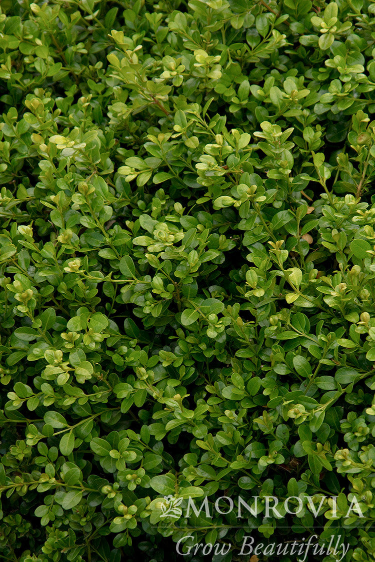 Green Beauty Boxwood - Thumbnail 2