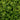 Green Beauty Boxwood - Monrovia