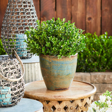 Green Beauty Boxwood - Monrovia