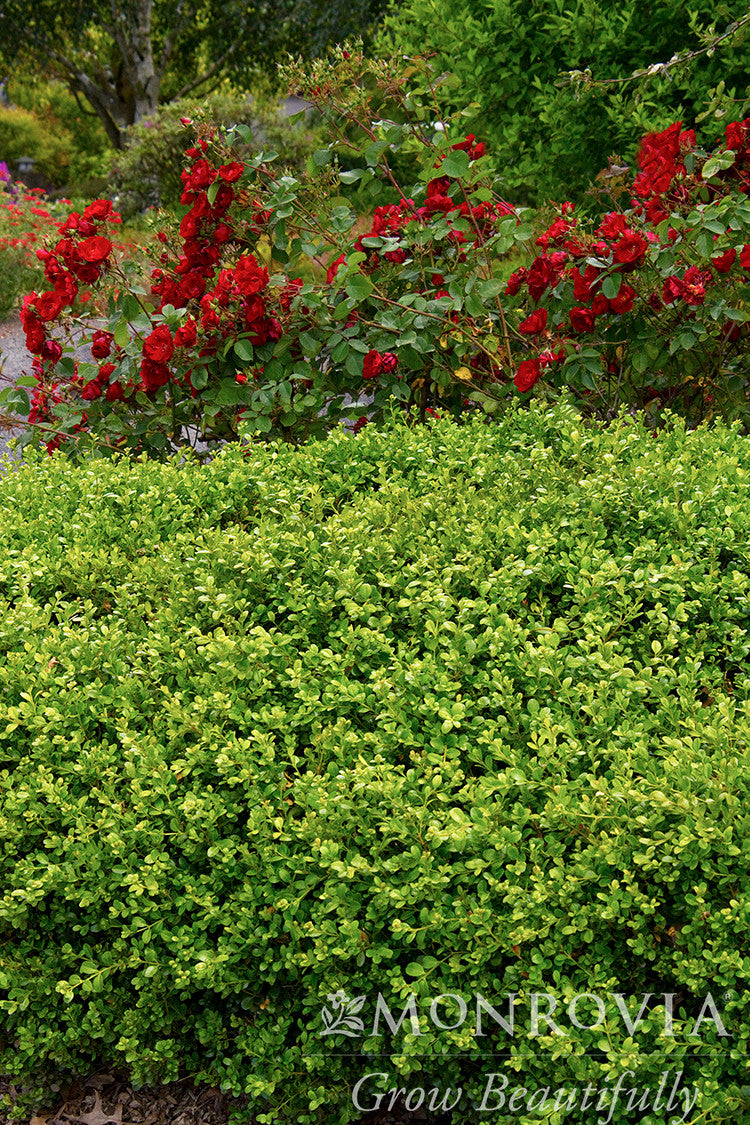 Green Beauty Boxwood - Thumbnail 3