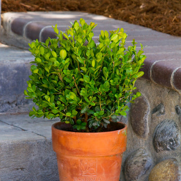 Dwarf English Boxwood - Monrovia