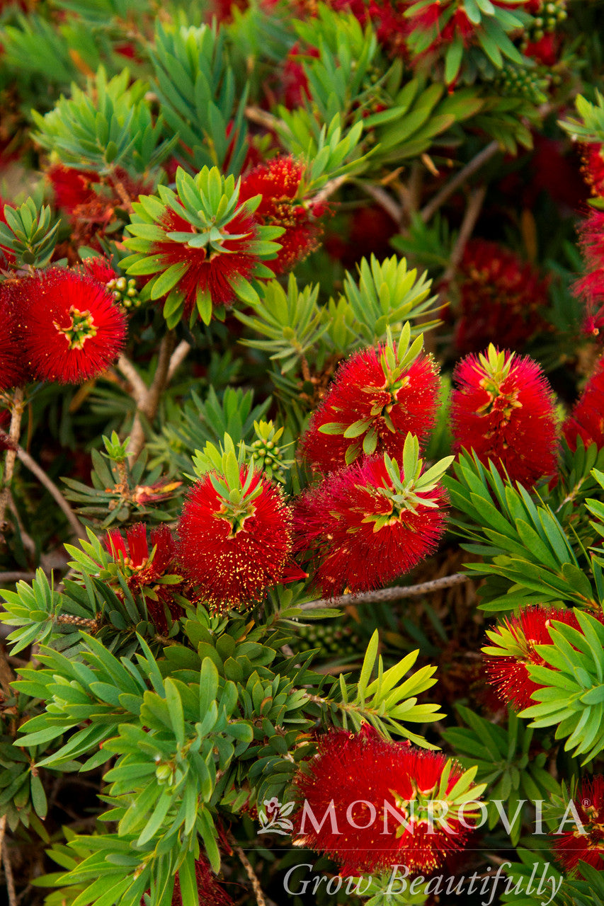 Little John Dwarf Bottlebrush