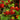 Little John Dwarf Bottlebrush - Monrovia