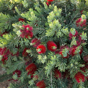 Little John Dwarf Bottlebrush - Monrovia