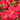 Coral Delight Camellia - Monrovia