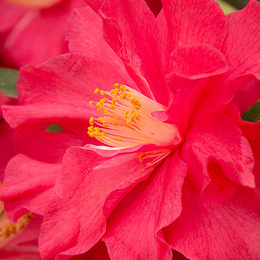 Coral Delight Camellia - Monrovia