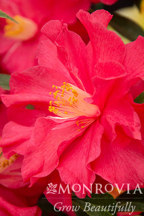 Coral Delight Camellia - Monrovia