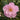 Taylor's Perfection Camellia - Monrovia