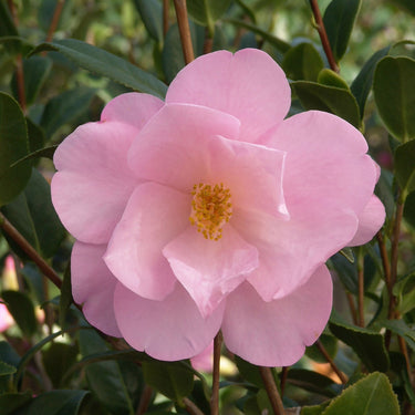 Taylor's Perfection Camellia - Monrovia