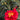 Bob Hope Camellia - Monrovia