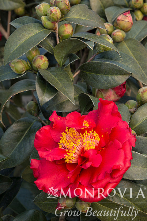Bob Hope Camellia - Monrovia