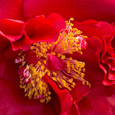 Bob Hope Camellia - Monrovia
