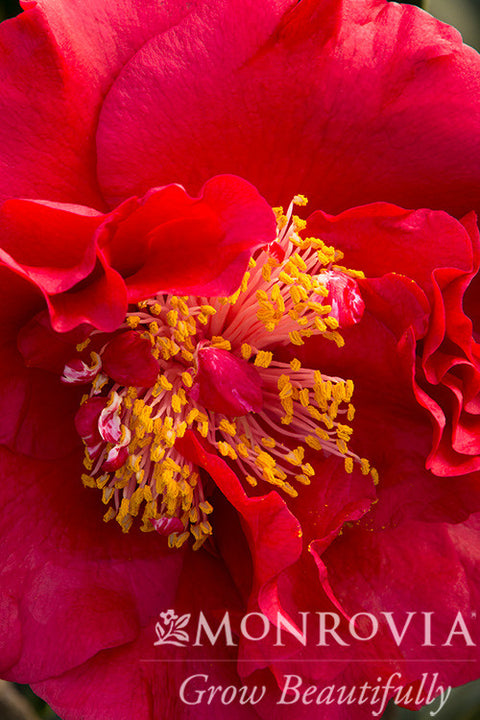 Bob Hope Camellia - Monrovia