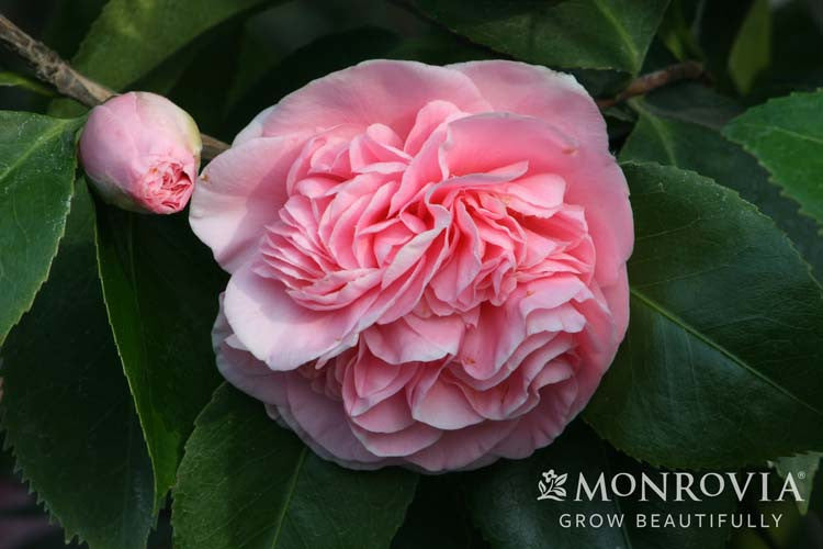 Debutante Camellia