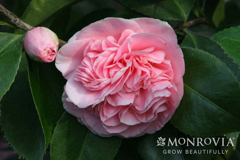 Debutante Camellia - Monrovia