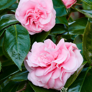 Debutante Camellia - Monrovia