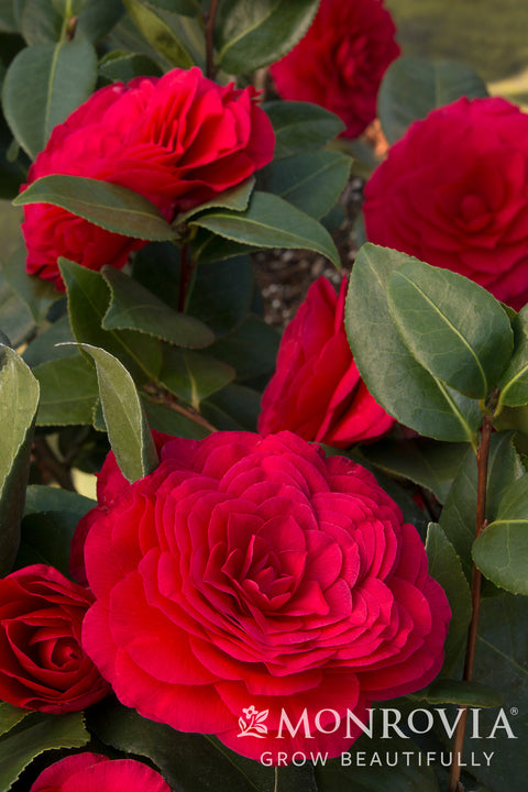 Nuccio's Bella Rossa Camellia - Monrovia