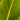Tropicanna® Gold Canna - Monrovia