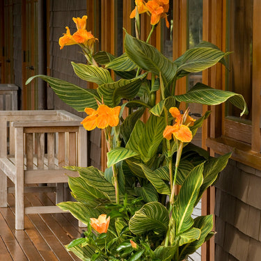 Tropicanna® Gold Canna - Monrovia
