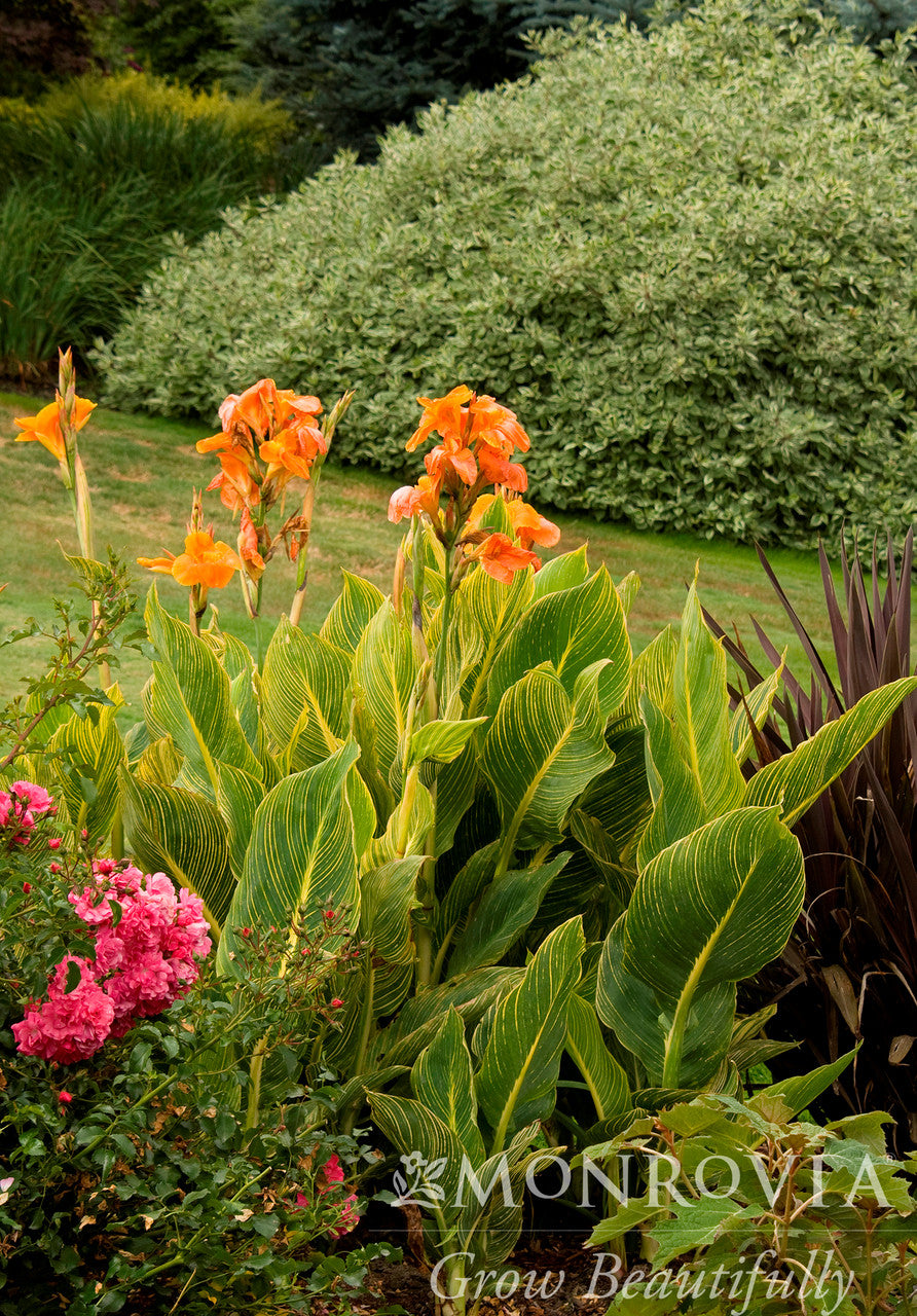 Tropicanna Gold Canna - Thumbnail 2