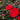 Glen 40 Camellia - Monrovia