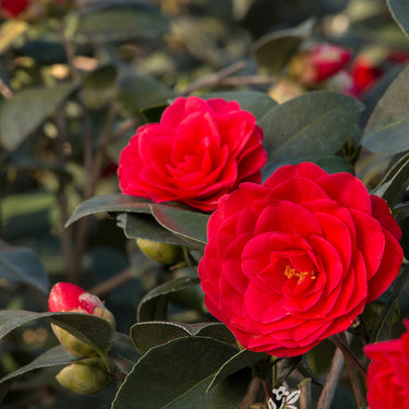 Glen 40 Camellia - Monrovia