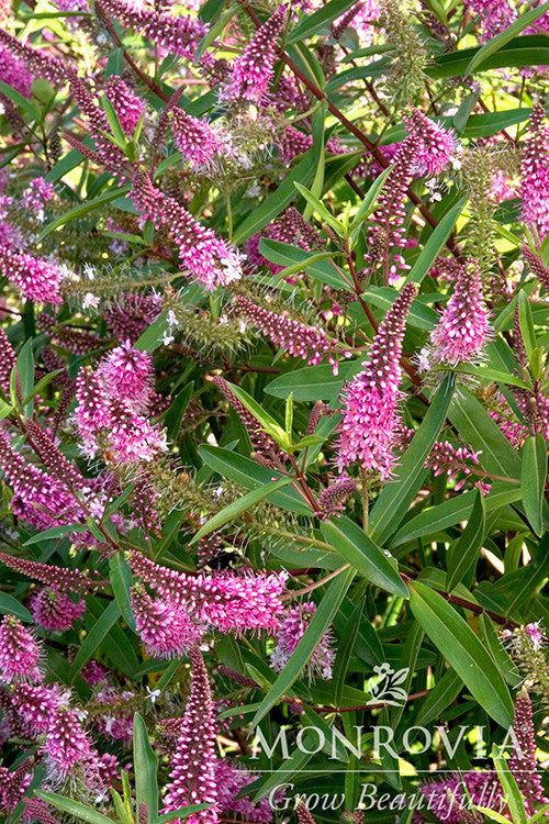 Wiri Blush Hebe - Thumbnail 2