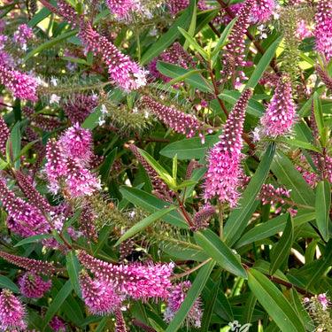 Wiri Blush Hebe - Monrovia